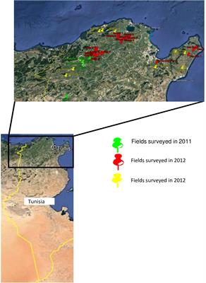 Didymella fabae Punith.: mating type occurrence, distribution and phenotyping of the anamorph Ascochyta fabae Speg. in Tunisia